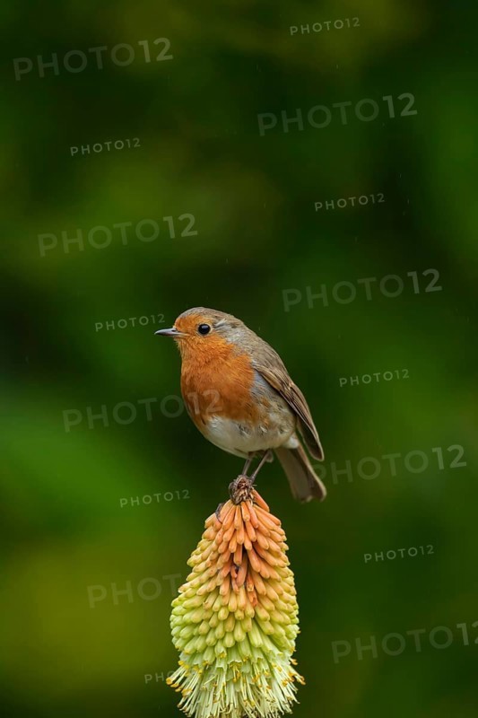 European robin (Erithacus rubecula) adult bird sitting on a Red hot poker flower