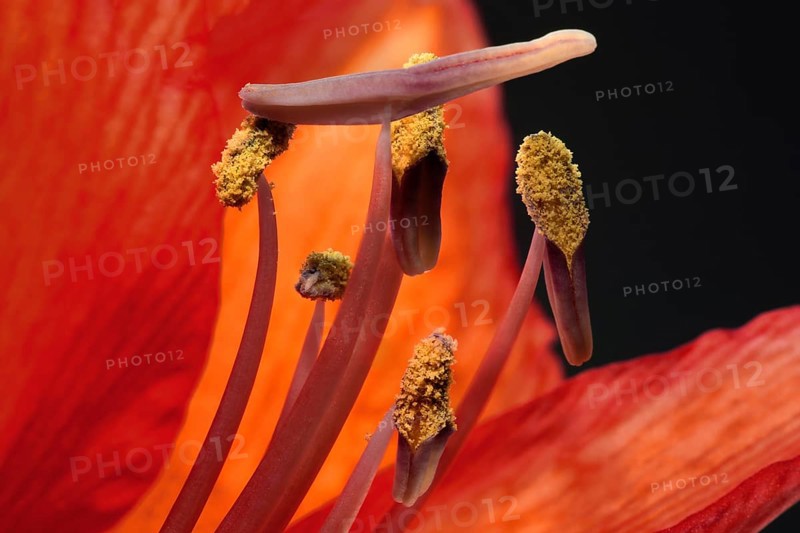 Red amaryllis