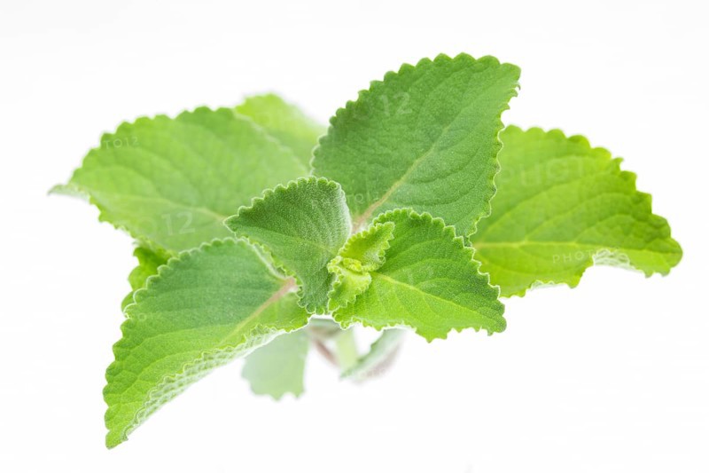Panikoorka (Plectranthus Amboinicus) plant isolated on white background