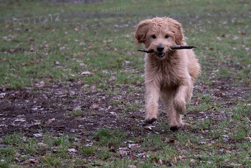Dog with stick