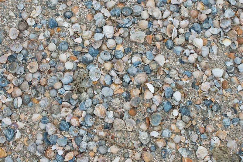 Mussel shells