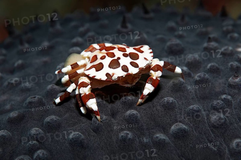 Harlequin swimming crab (Lissocarcinus laevis)