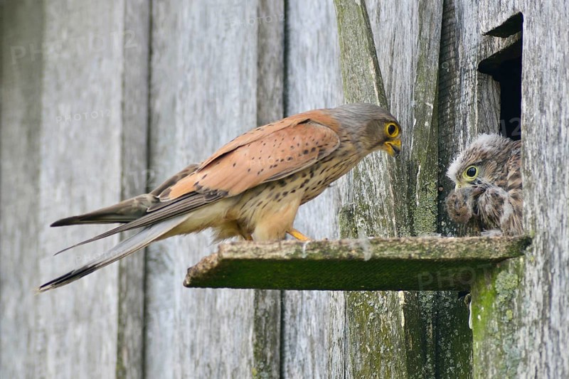Common kestrel (Falco tinnunculus)