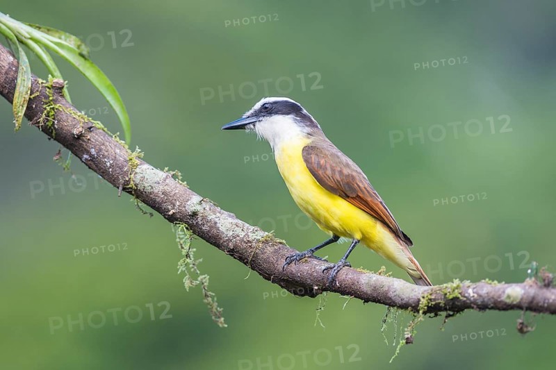 Great kiskadee (Pitangus sulphuratus) sitting on branch