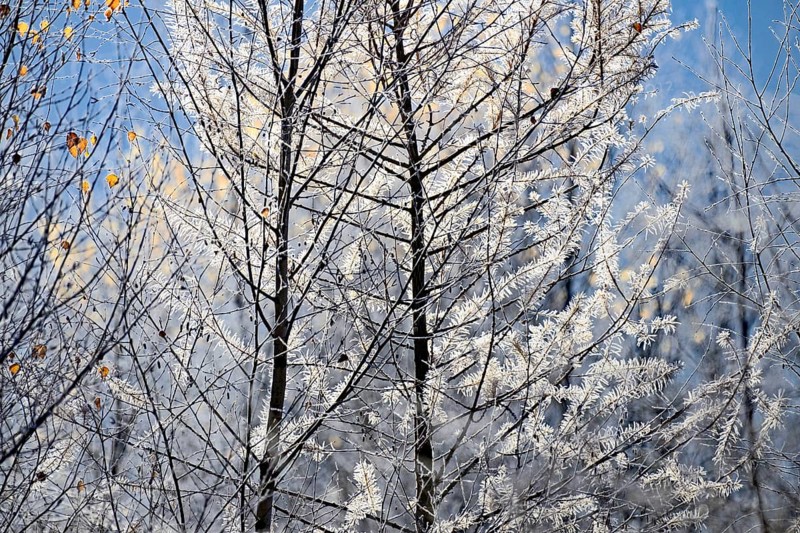 European larch (Larix decidua)