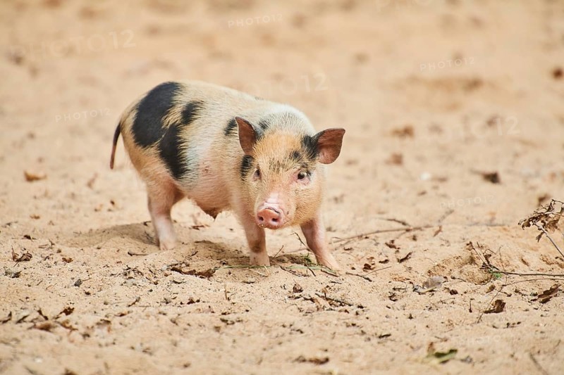 Vietnamese Pot-bellied piglets