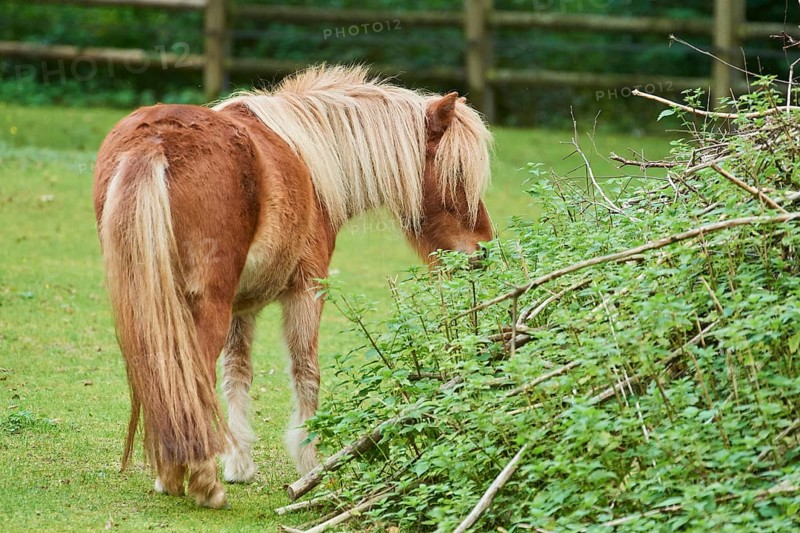 Shetland pony on a meadow