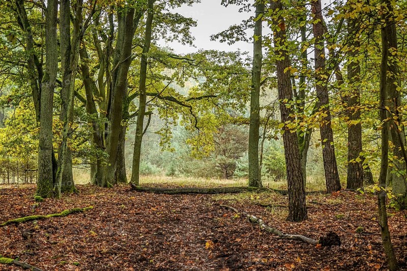 Forest track