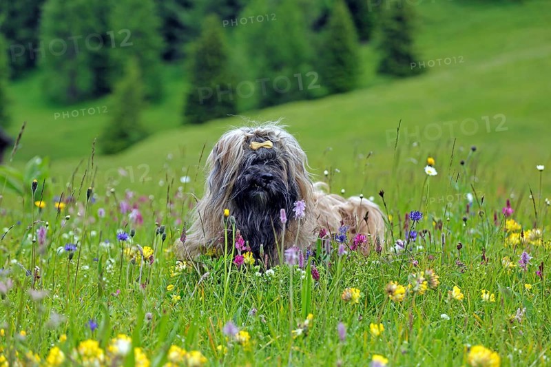 Dog sitting in flower meadow