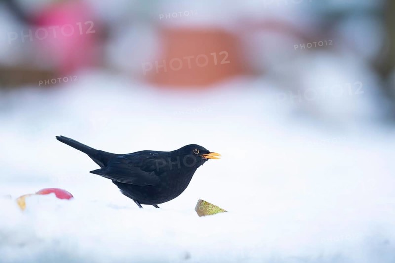 European blackbird (Turdus merula) adult male bird feeding on a pear on a snow covered garden lawn