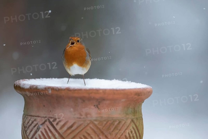 European robin (Erithacus rubecula) adult bird singing on a snow covered garden flower pot