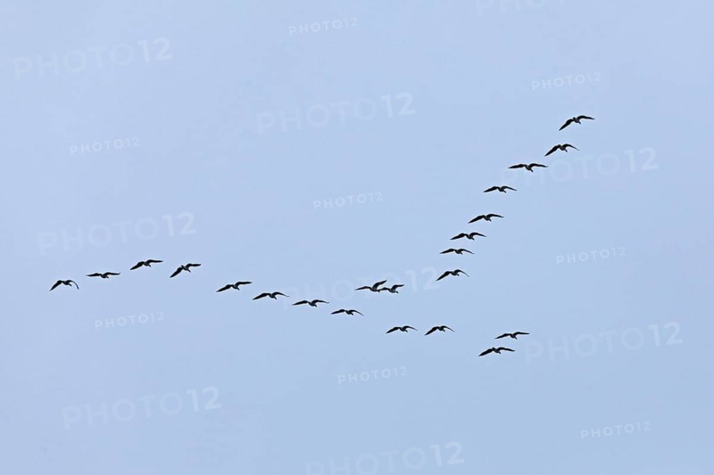 Flock of wild geese