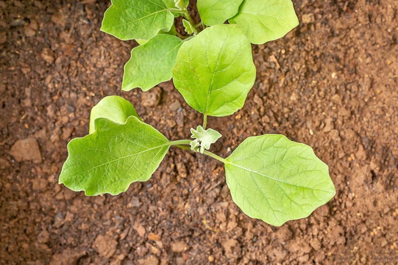 Brinjal eggplant (Solanum melongena) plants growing in grow bag