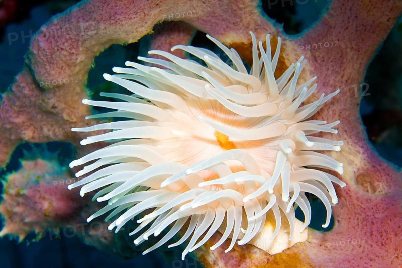 White gorgonian wrapper (Nemanthus annamensis)