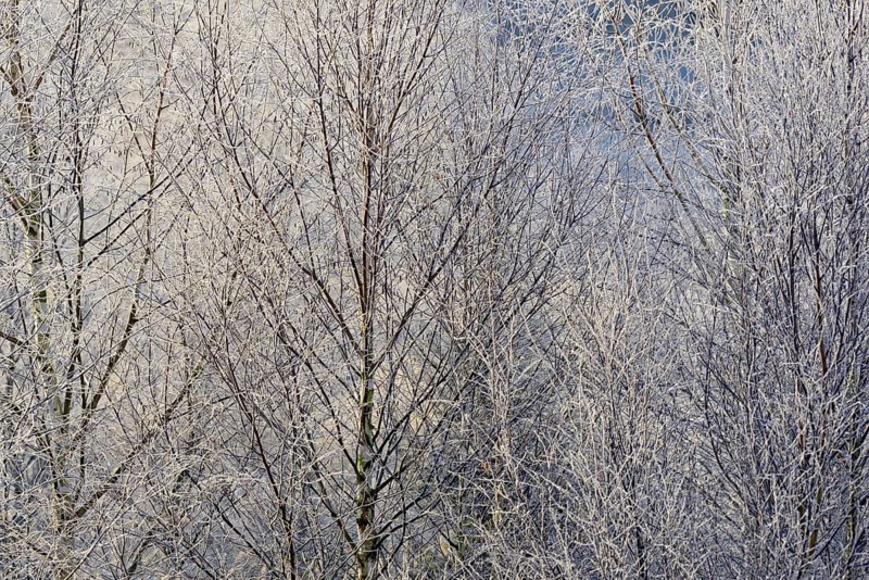 Birches (Betula)