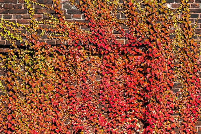 Wild vine (Parthenocissus tricuspidata)