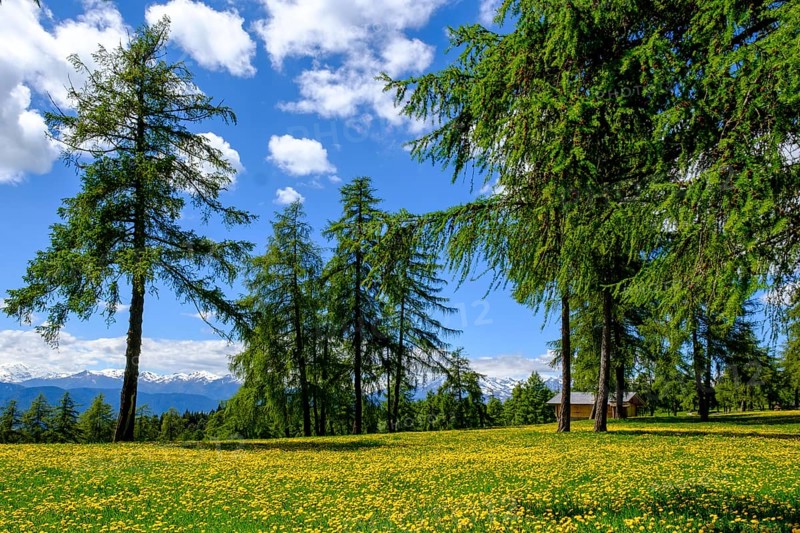 Larch meadows