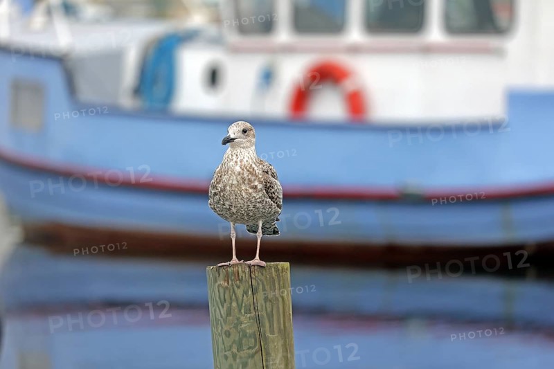 European herring gull (Larus argentatus)