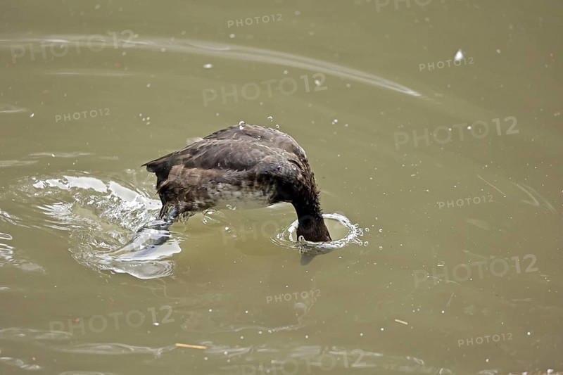 Tufted duck