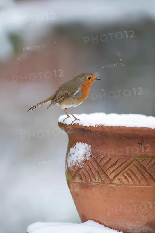 European robin (Erithacus rubecula) adult bird on a snow covered garden flower pot