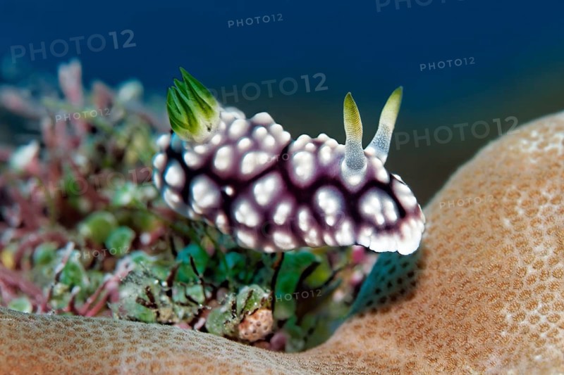 Magnificent star snail (Chromodoris geometrica)