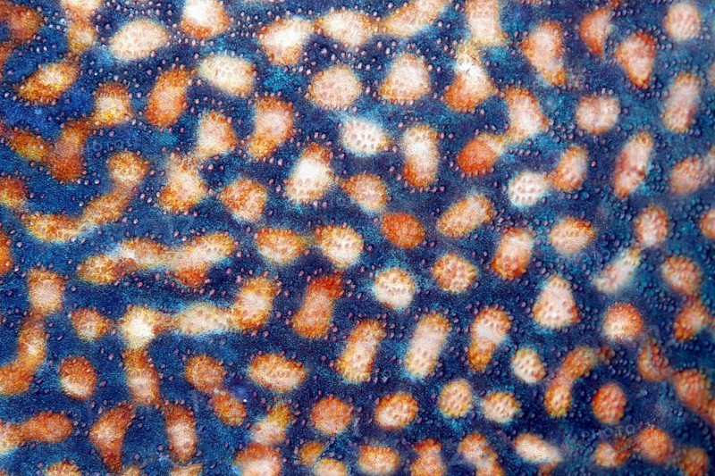 Scales