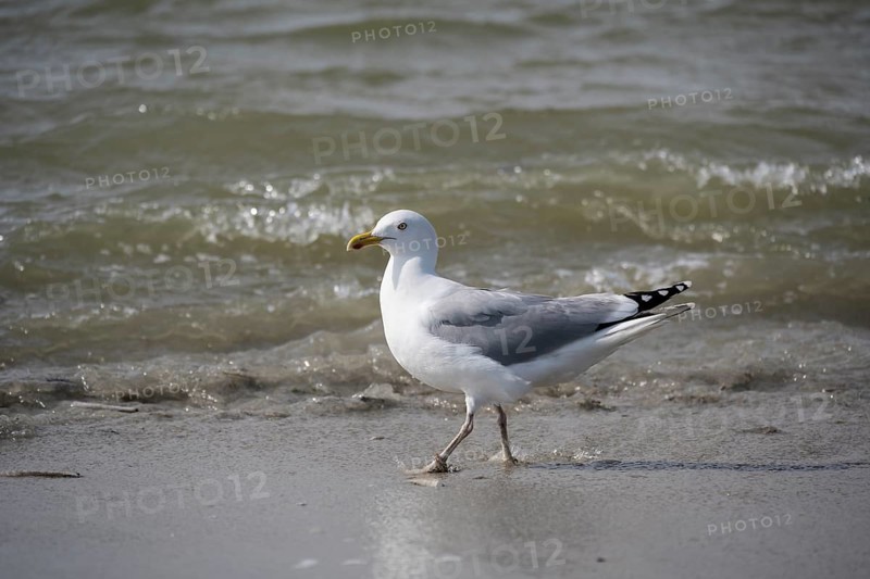 European herring gull (Larus argentatus) running on the shore