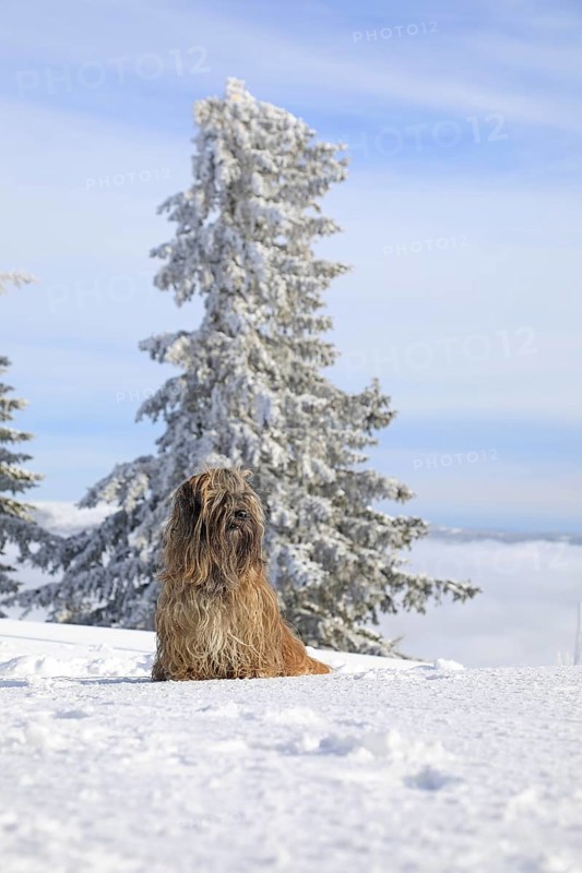 Dog sitting in the snow