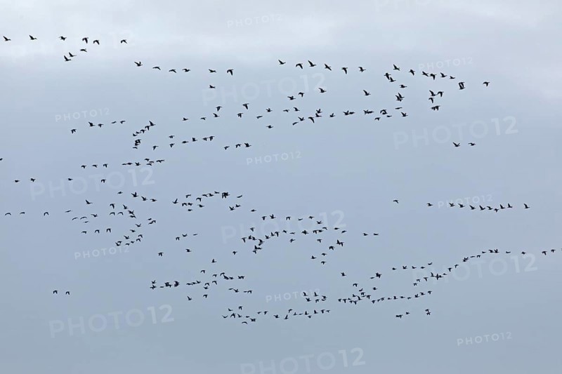 Flock of wild geese
