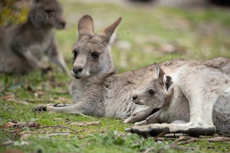 Eastern grey kangaroo (Macropus giganteus) adult female with a juvenile baby joey in it's pouch