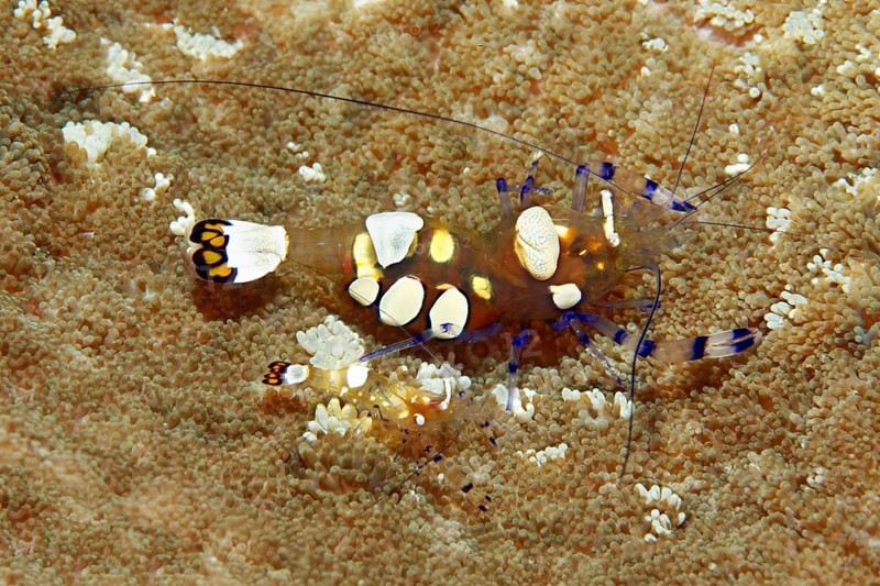 Pair of partner shrimps (Periclimenes brevicarpalus)