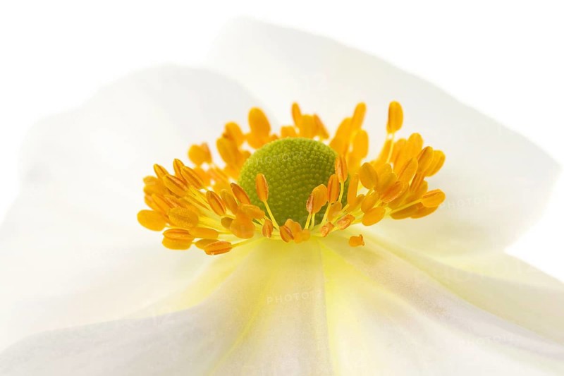 White chinese anemones (Anemone hupehensis)