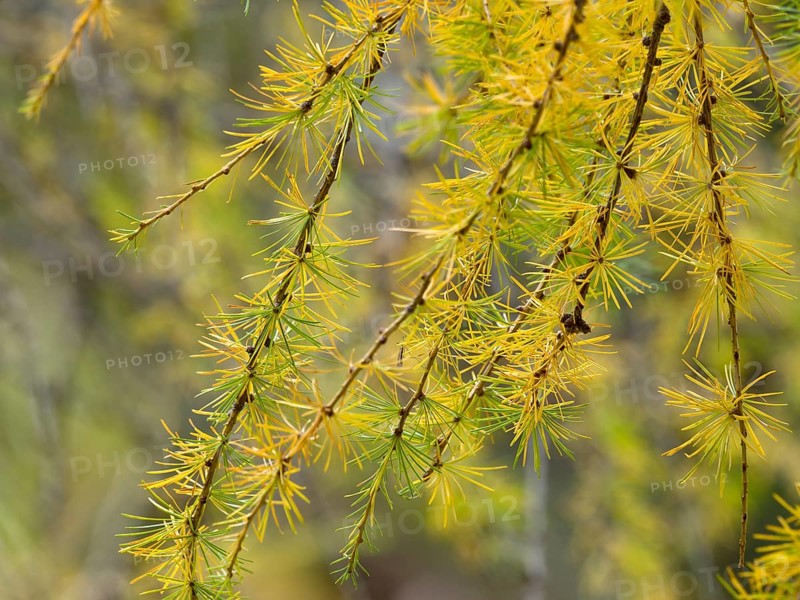 European larch (Larix decidua)