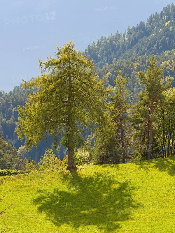 Larch meadows on the Salten