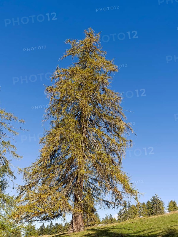 Larch meadows on the Salten