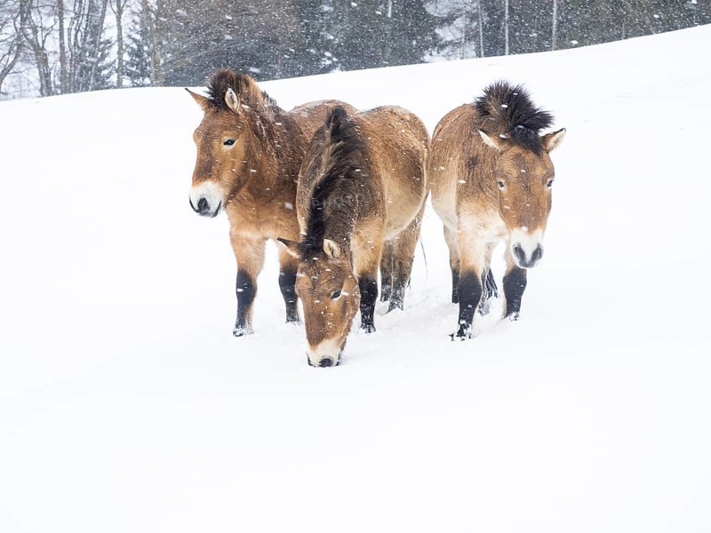 Przewalski's horses (Equus przewalskii) during snowfall in winter
