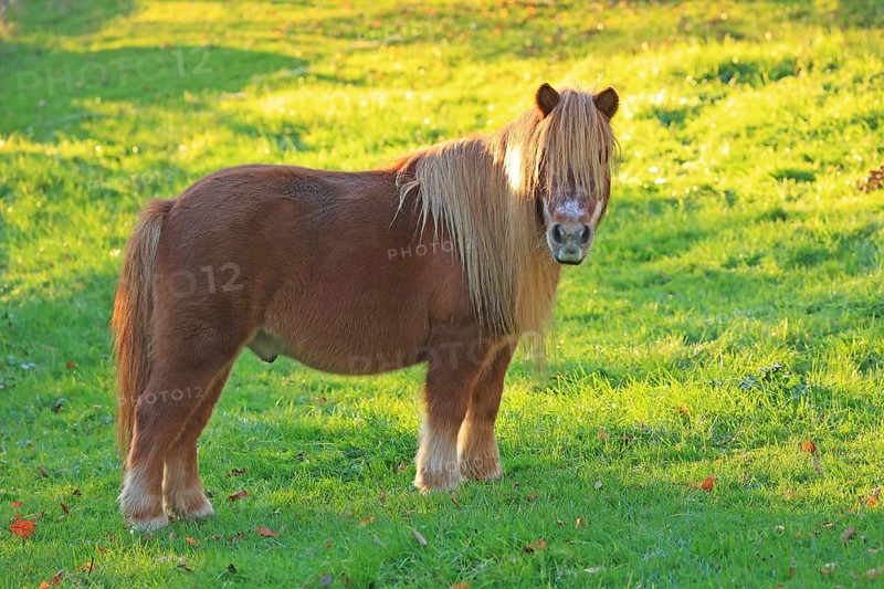 Horse (Equus)