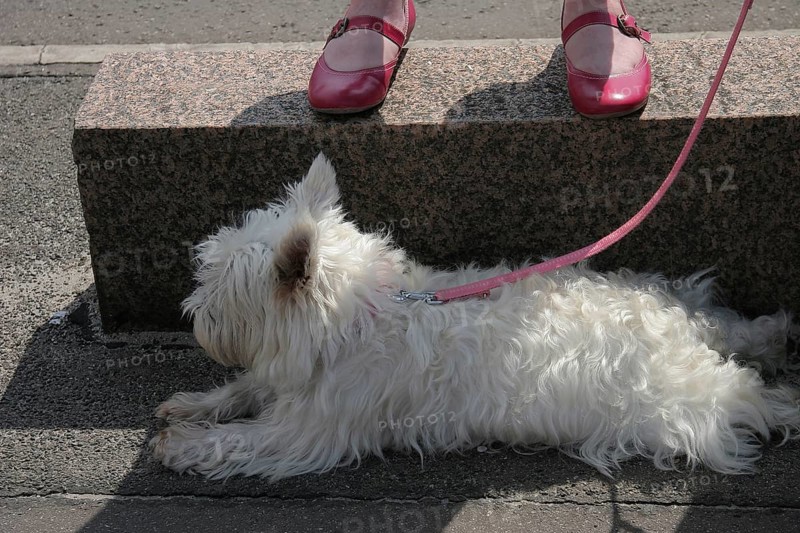 White Yorkshire Terrier on pink leash lying on asphalt