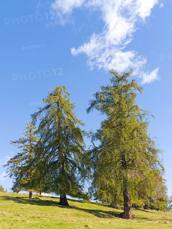 Larch meadows on the Salten