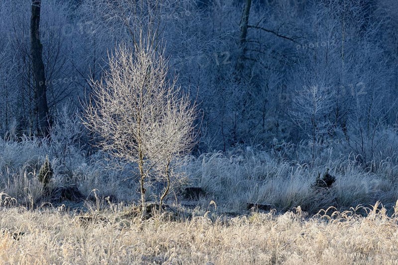 Birches (Betula)