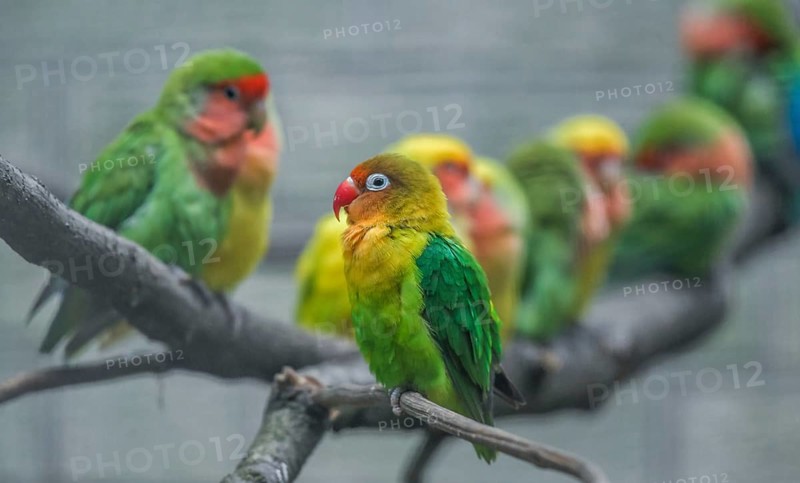 Peach-faced lovebird (Agapornis roseicollis)