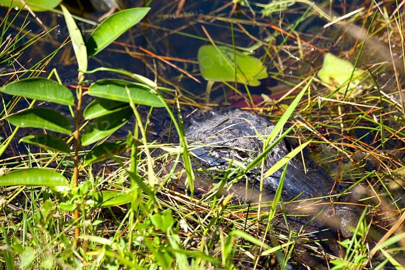 Alligator in swampland