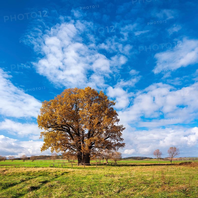 Five Brothers Oak in autumn