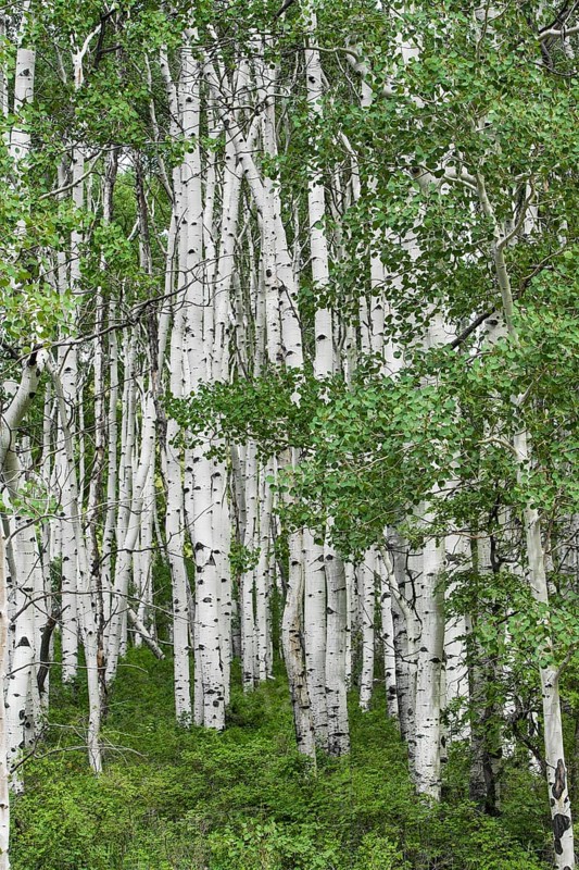 Aspen