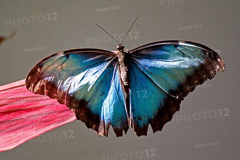 Butterfly Museum