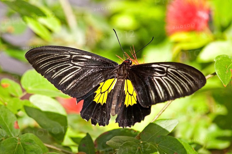 Butterfly Museum