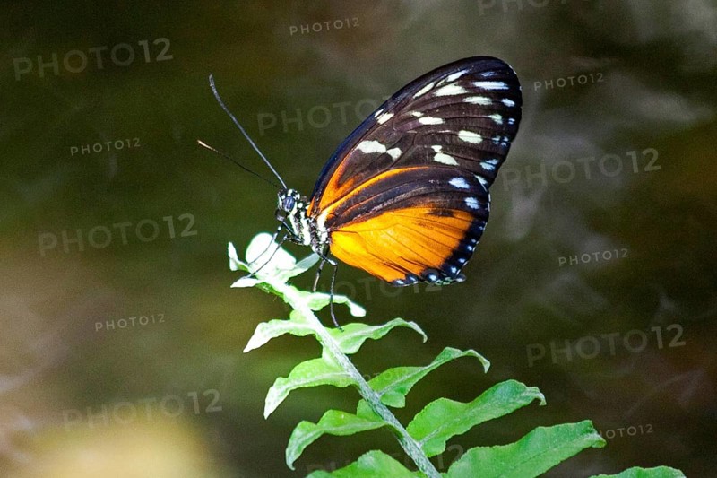 Butterfly Museum