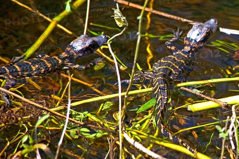 Mini alligators in the swampland