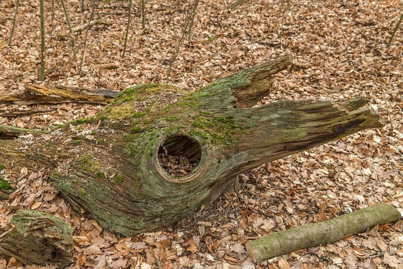 Deadwood with hole
