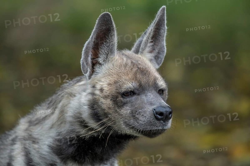 Striped hyena